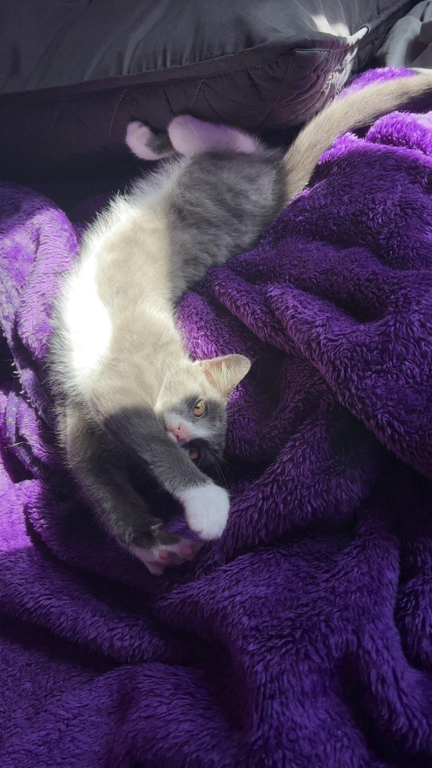 Enlarge Luna Lovegood, a Adopted Domestic Short Hair in Boone, IA image 3/6