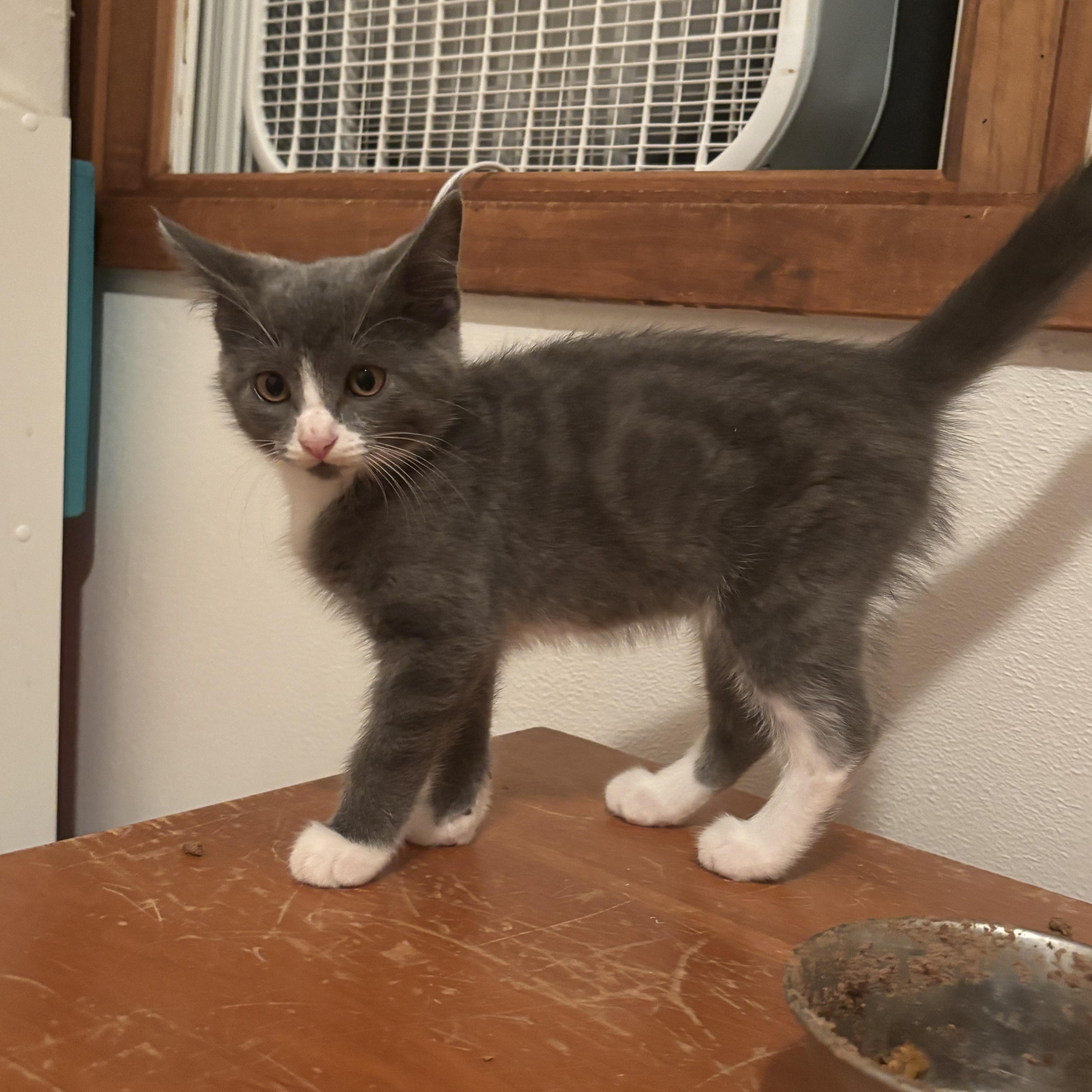 Enlarge Luna Lovegood, a Adopted Domestic Short Hair in Boone, IA image 5/6