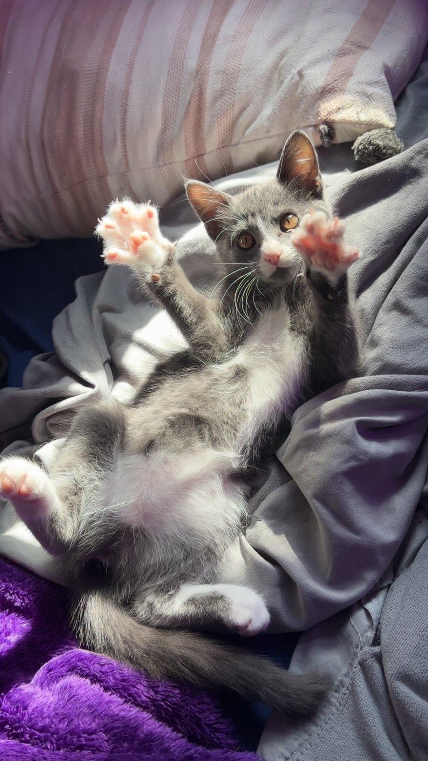 Enlarge Luna Lovegood, a Adopted Domestic Short Hair in Boone, IA image 1/6