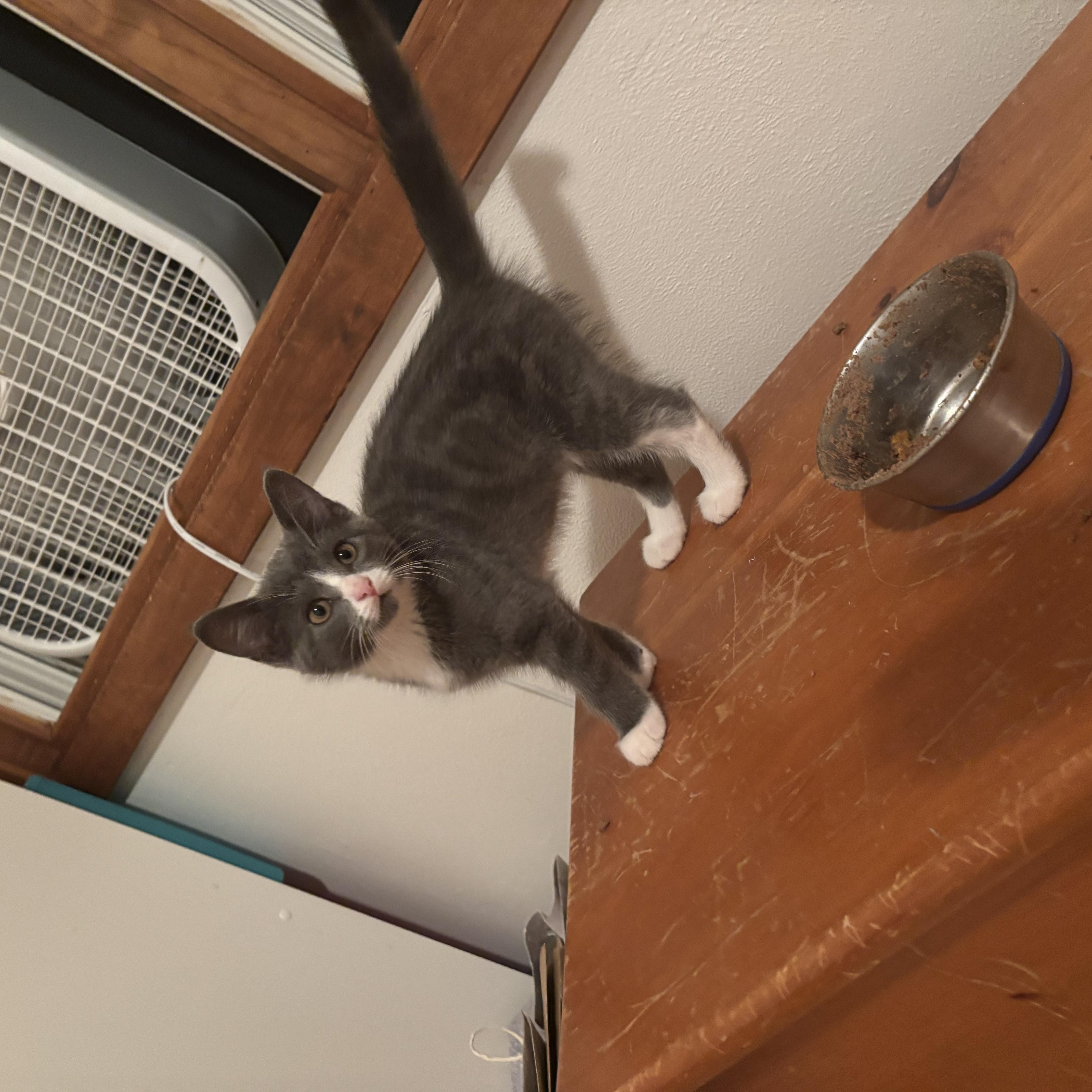 Enlarge Luna Lovegood, a Adopted Domestic Short Hair in Boone, IA image 6/6