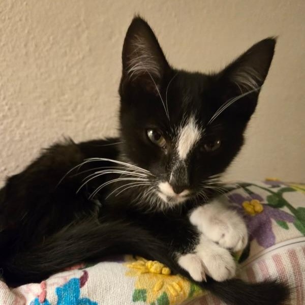 Enlarge Gatsby, a ADOPTABLE Domestic Short Hair in jacksonville, FL image 2/3