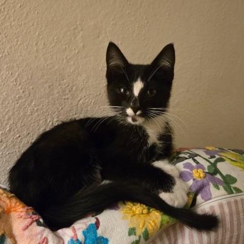 Gatsby, ADOPTABLE, Kitten Male Domestic Short Hair.