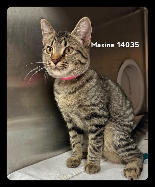MAXINE, a Adoptable Domestic Short Hair in Marietta, GA image 1/6