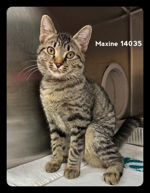 MAXINE, a Adoptable Domestic Short Hair in Marietta, GA image 2/6