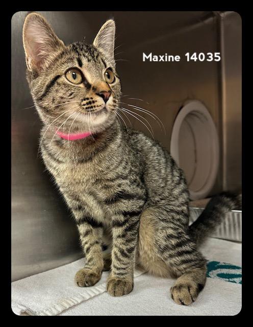 MAXINE, a Adoptable Domestic Short Hair in Marietta, GA image 3/6