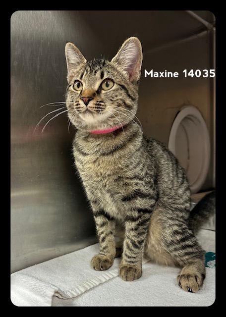 MAXINE, a Adoptable Domestic Short Hair in Marietta, GA image 4/6