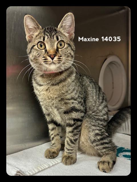 MAXINE, a Adoptable Domestic Short Hair in Marietta, GA image 5/6