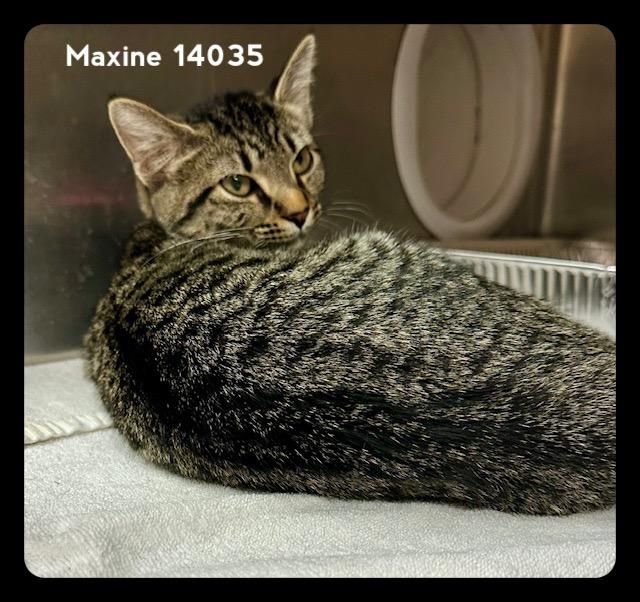 MAXINE, a Adoptable Domestic Short Hair in Marietta, GA image 6/6