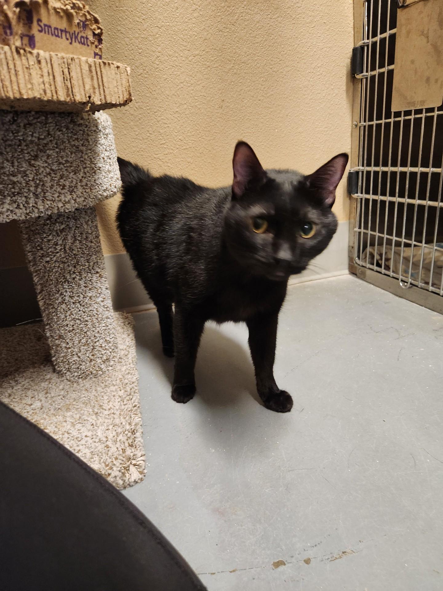 Salem, an adopted Domestic Short Hair in Truth or Consequences , NM image 2/6