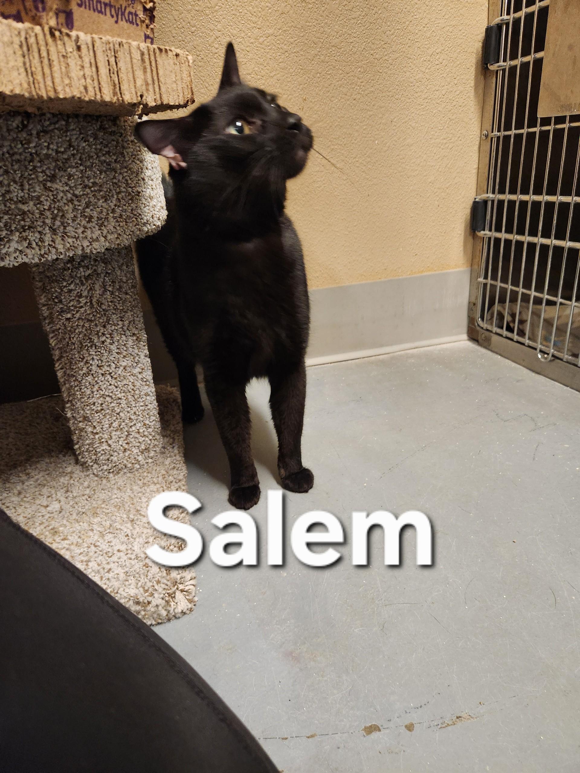 Salem, adopted, Adult Male Domestic Short Hair.