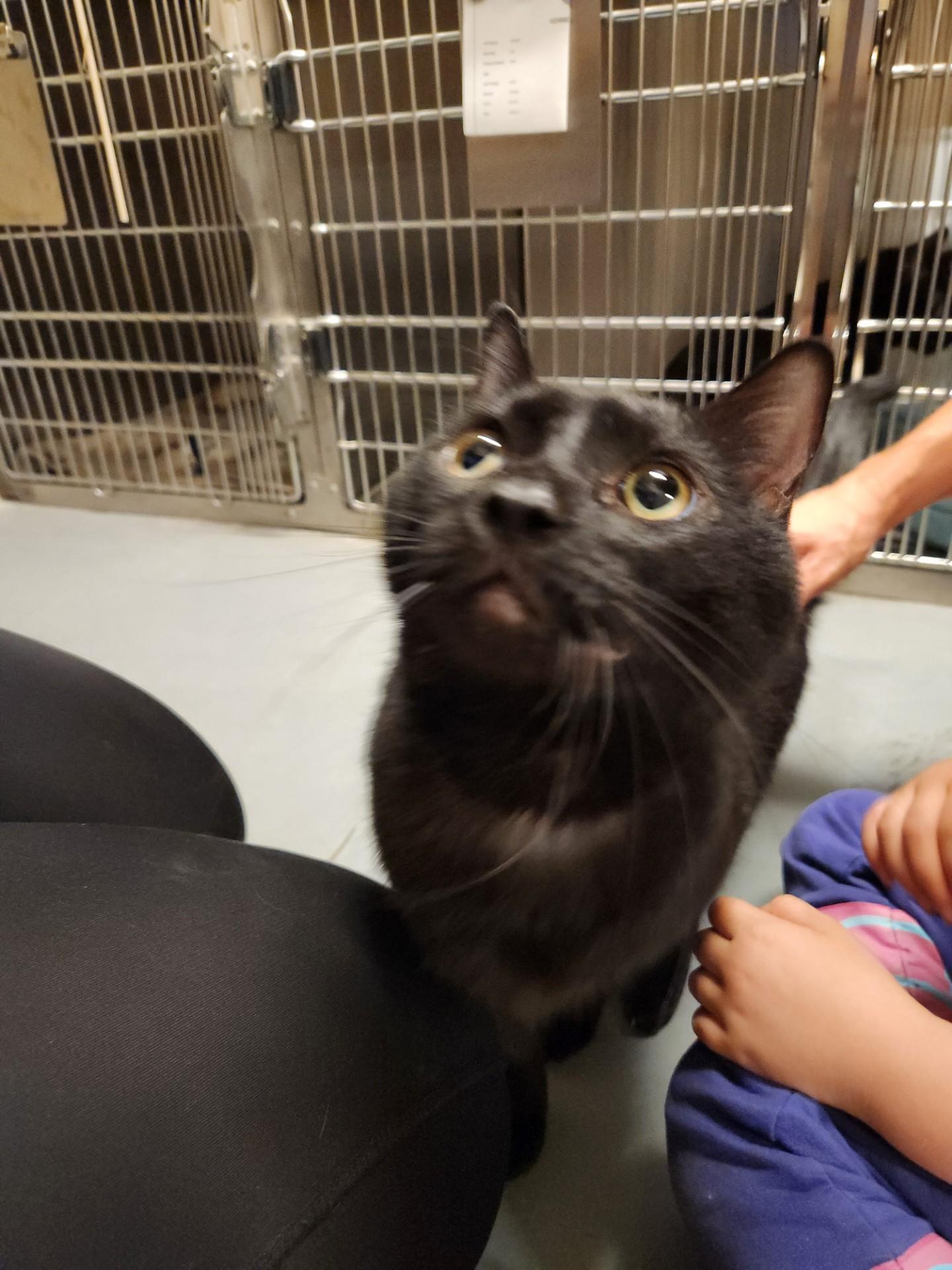 Salem, an adopted Domestic Short Hair in Truth or Consequences , NM image 3/6