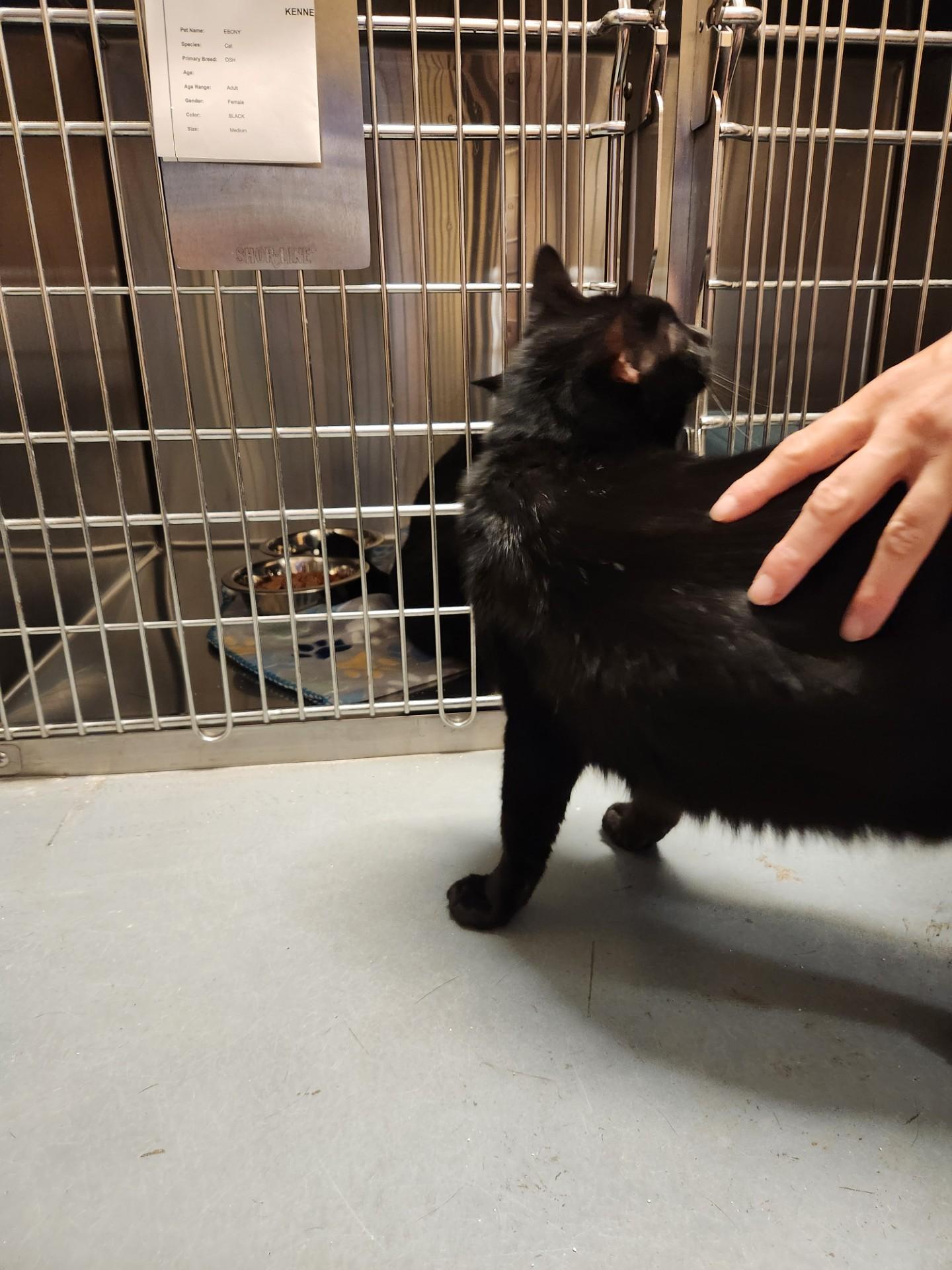 Salem, an adopted Domestic Short Hair in Truth or Consequences , NM image 4/6