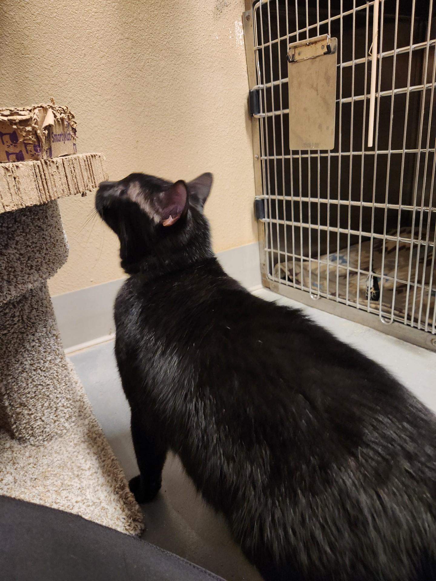 Salem, an adopted Domestic Short Hair in Truth or Consequences , NM image 6/6