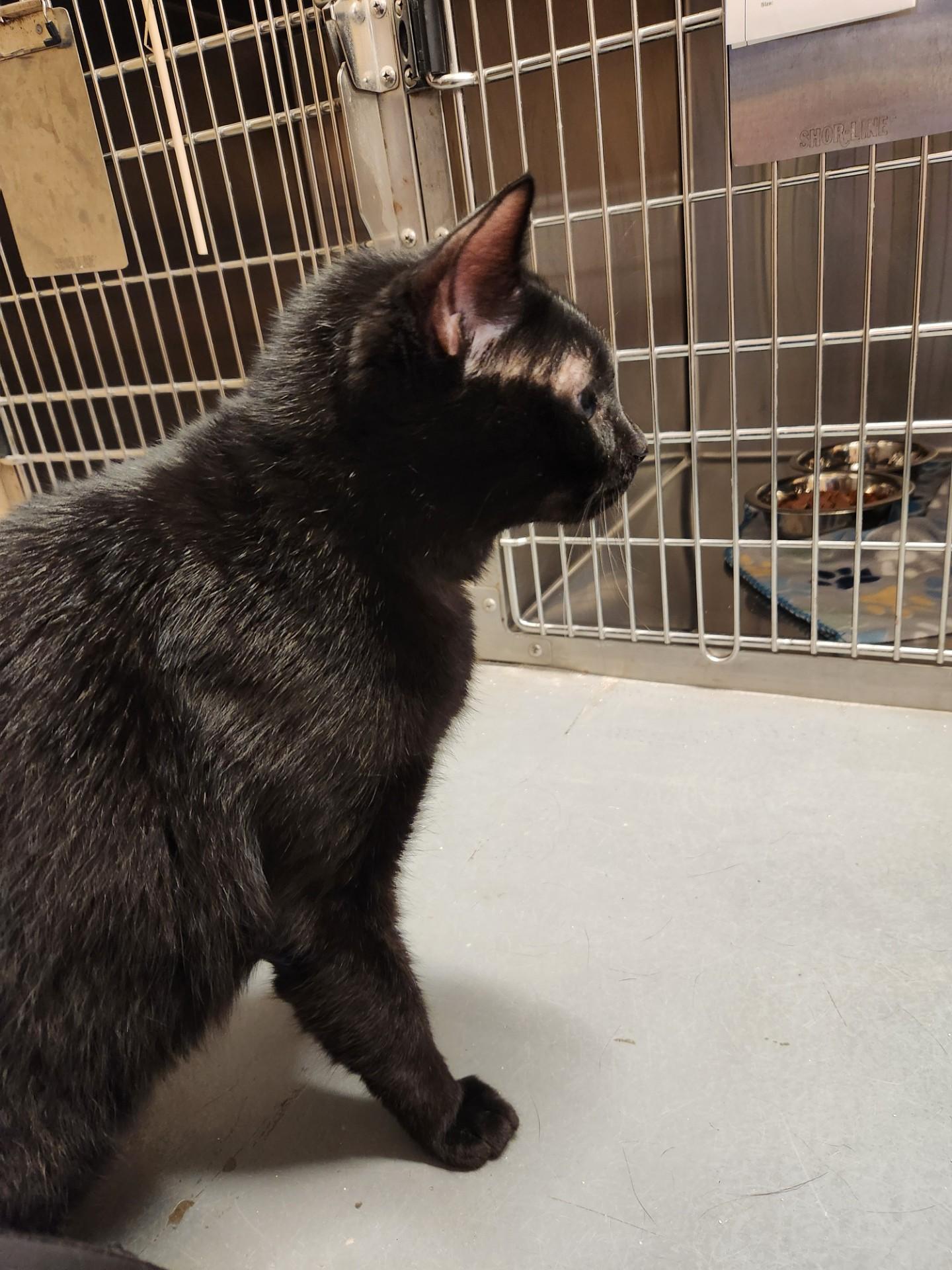 Salem, an adopted Domestic Short Hair in Truth or Consequences , NM image 5/6