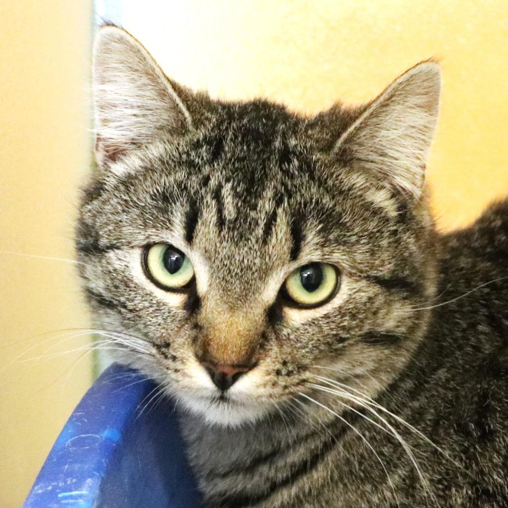 Mina, Adoptable, Young Female Domestic Short Hair.