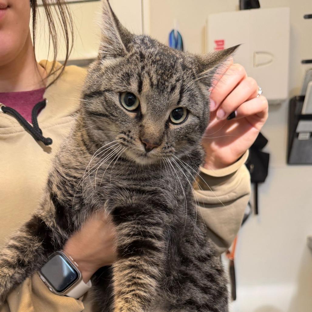 Mina, Adoptable, Young Female Domestic Short Hair.