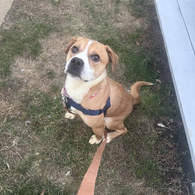 Enlarge JAX, a Adoptable Australian Shepherd in Methuen, MA image 1/1