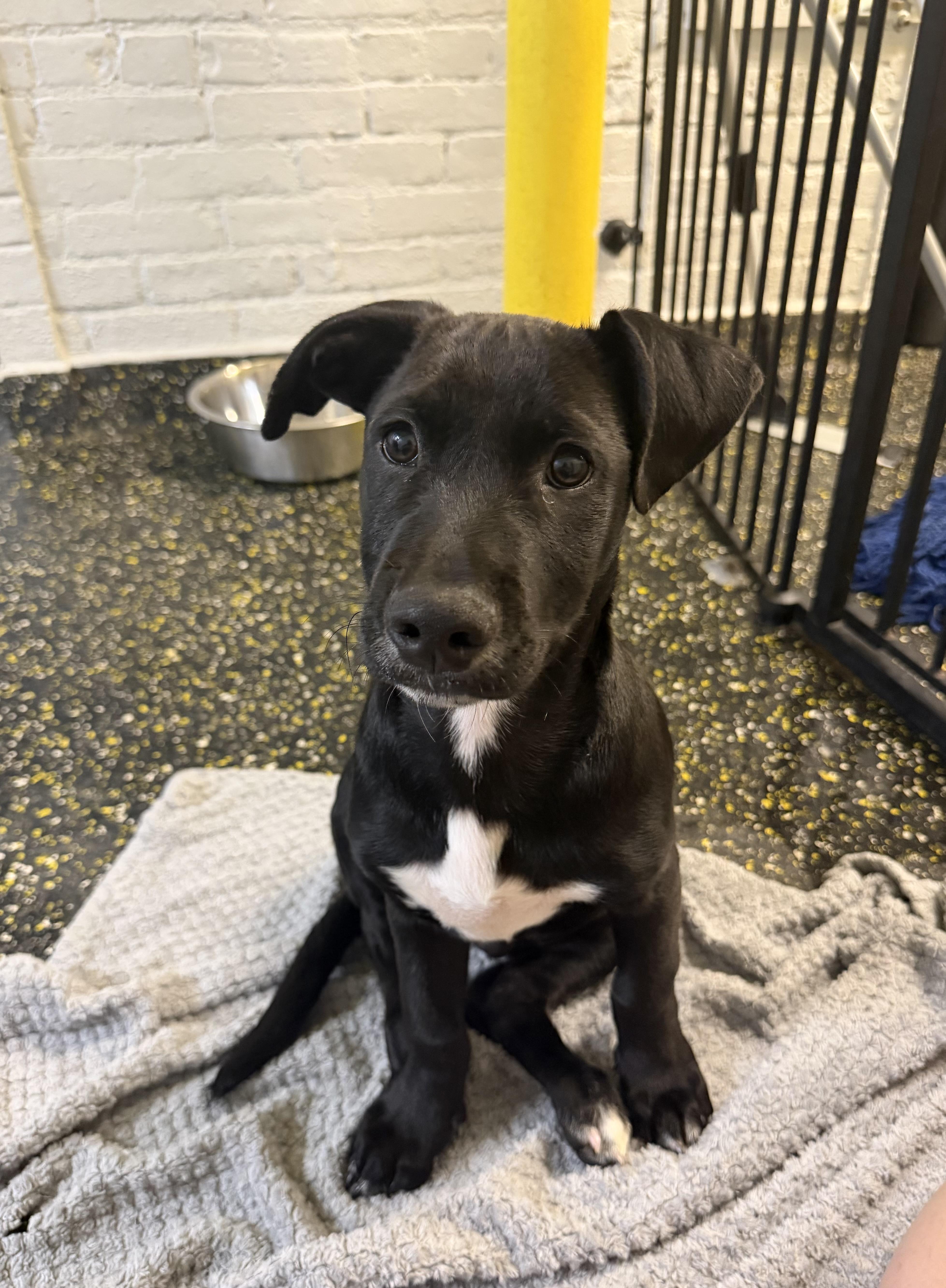 Charlie, ADOPTABLE, Young Male Labrador Retriever.