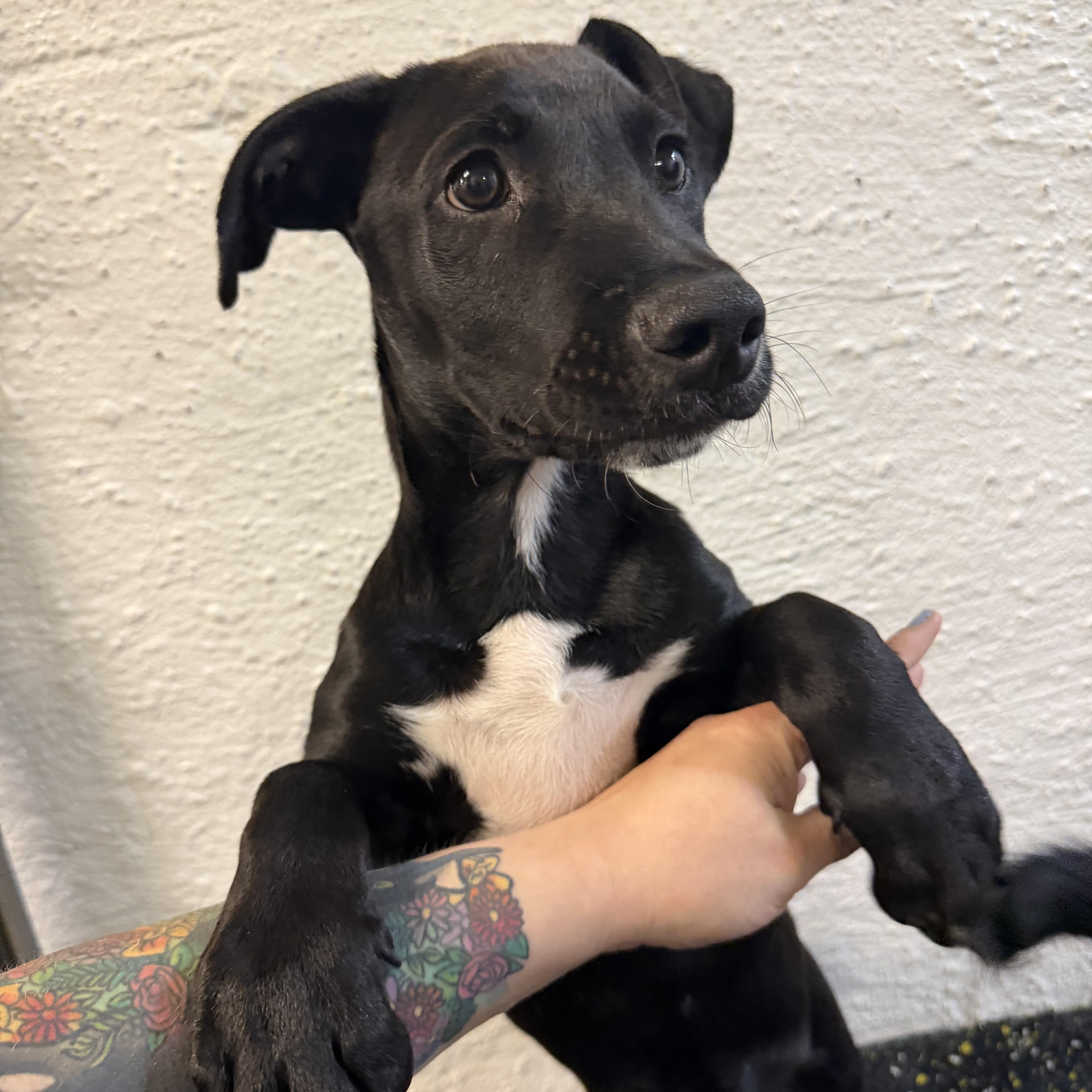 Enlarge Charlie, a ADOPTABLE mixed breed in New York, NY image 4/4