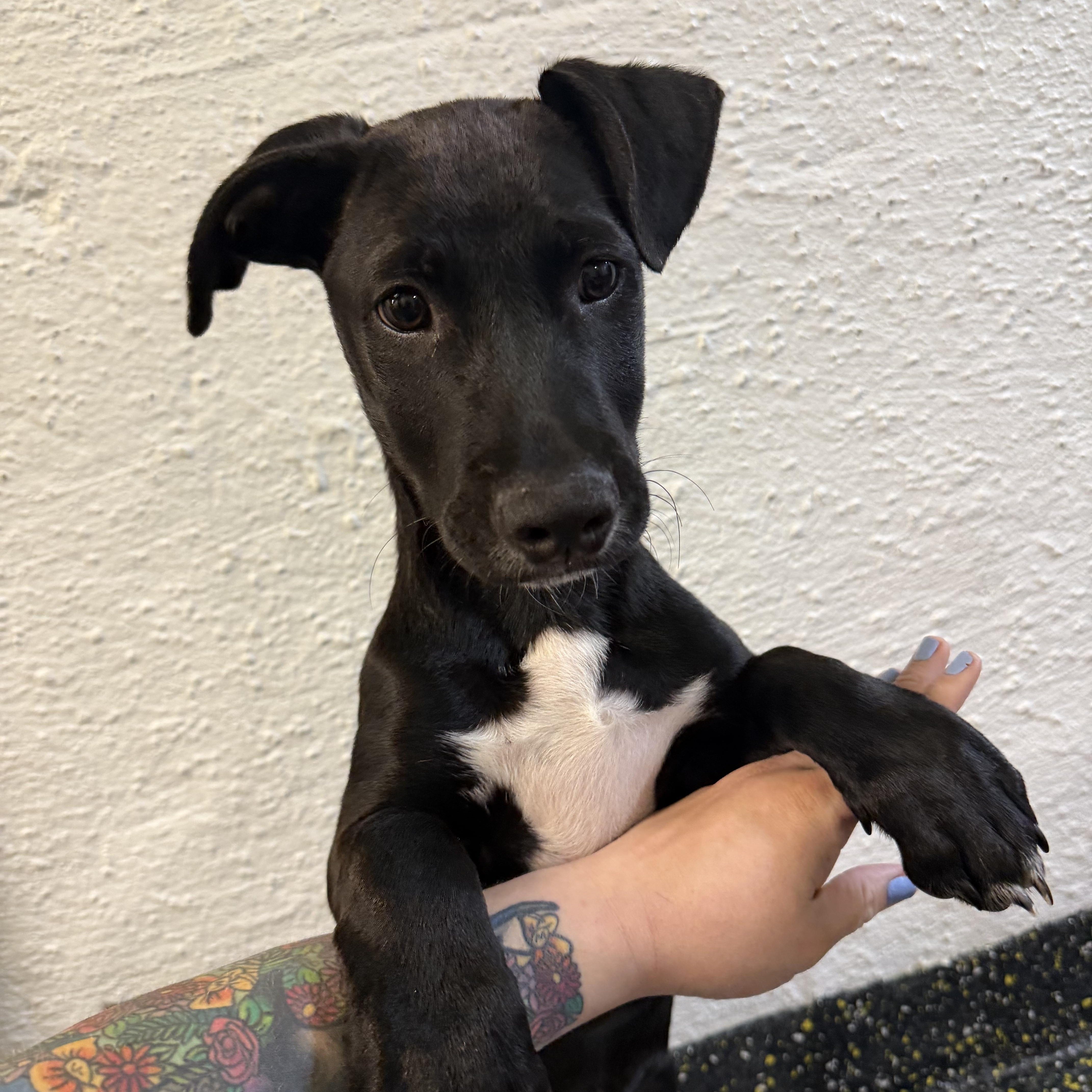 Enlarge Charlie, a ADOPTABLE mixed breed in New York, NY image 3/4