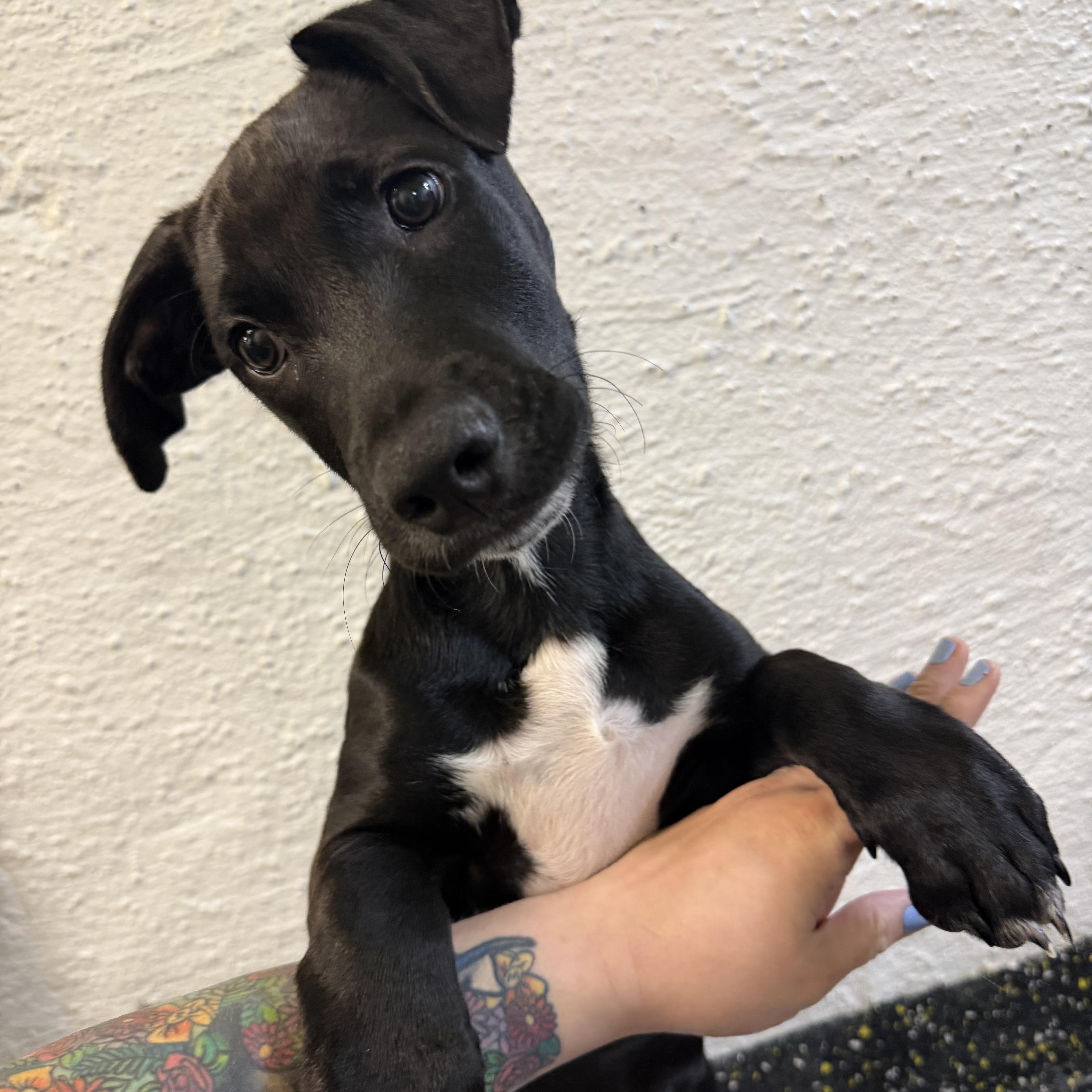 Enlarge Charlie, a ADOPTABLE mixed breed in New York, NY image 2/4