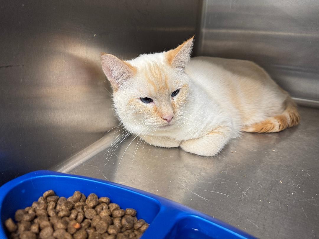 Snoball, ADOPTABLE, Adult Male Siamese.