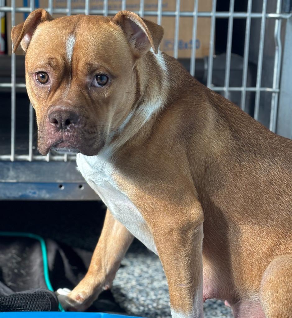 Waffle, Adoptable, Young Female Boxer & Mixed Breed.