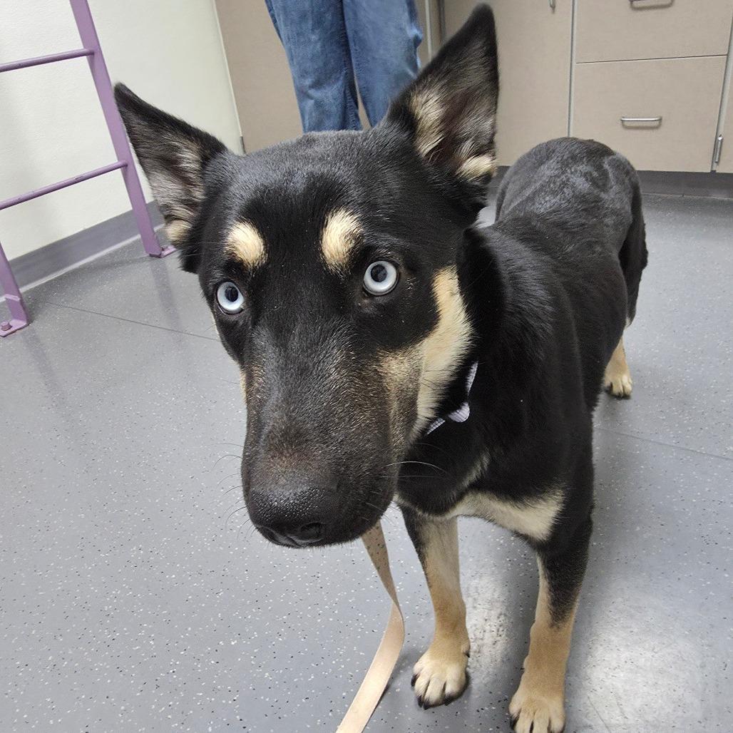 Molly, Adoptable, Young Female Shepherd & Husky.