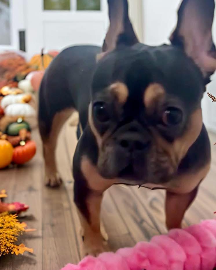 Harley, a Adoptable French Bulldog in Mahopac, NY image 2/4