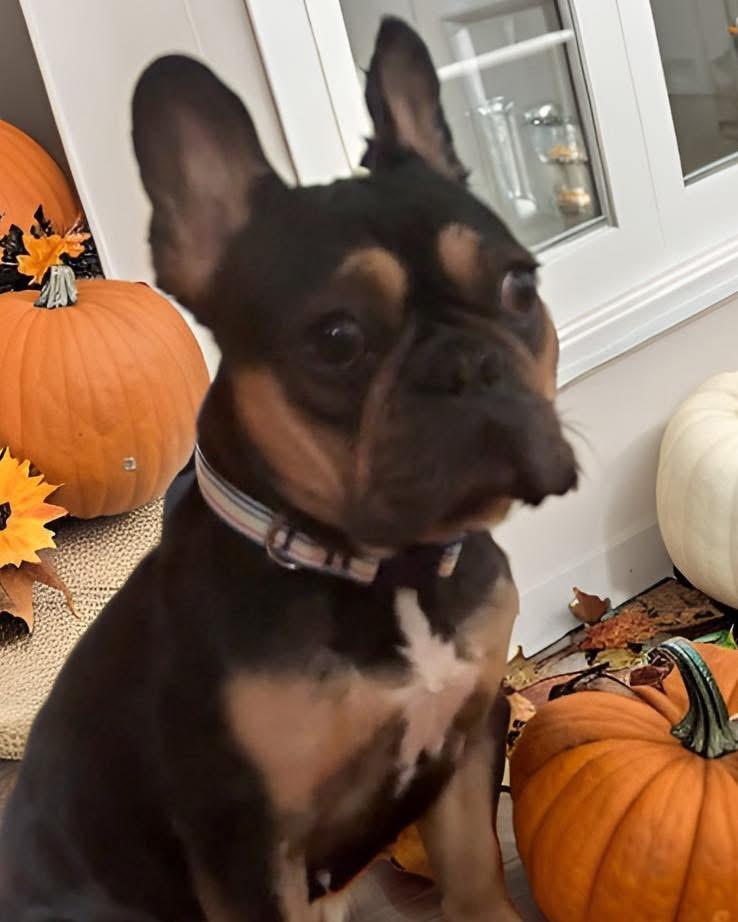 Harley, a Adoptable French Bulldog in Mahopac, NY image 3/4