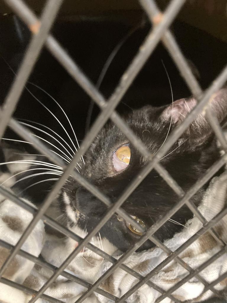 Echidna, Adoptable, Young Female American Shorthair.