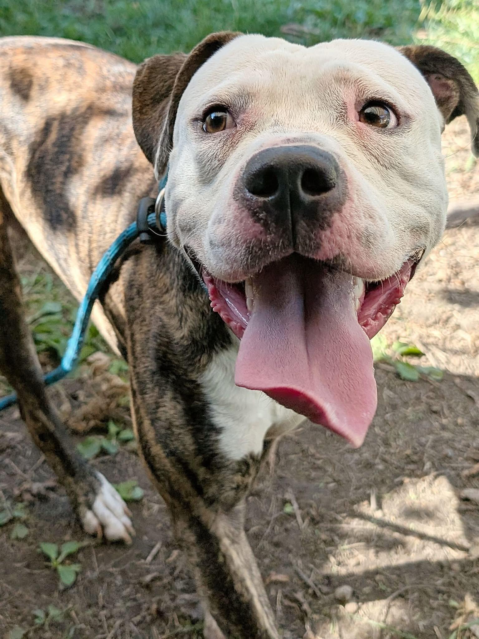 Enlarge Harrods, a ADOPTABLE American Bulldog in Chicago, IL image 4/4