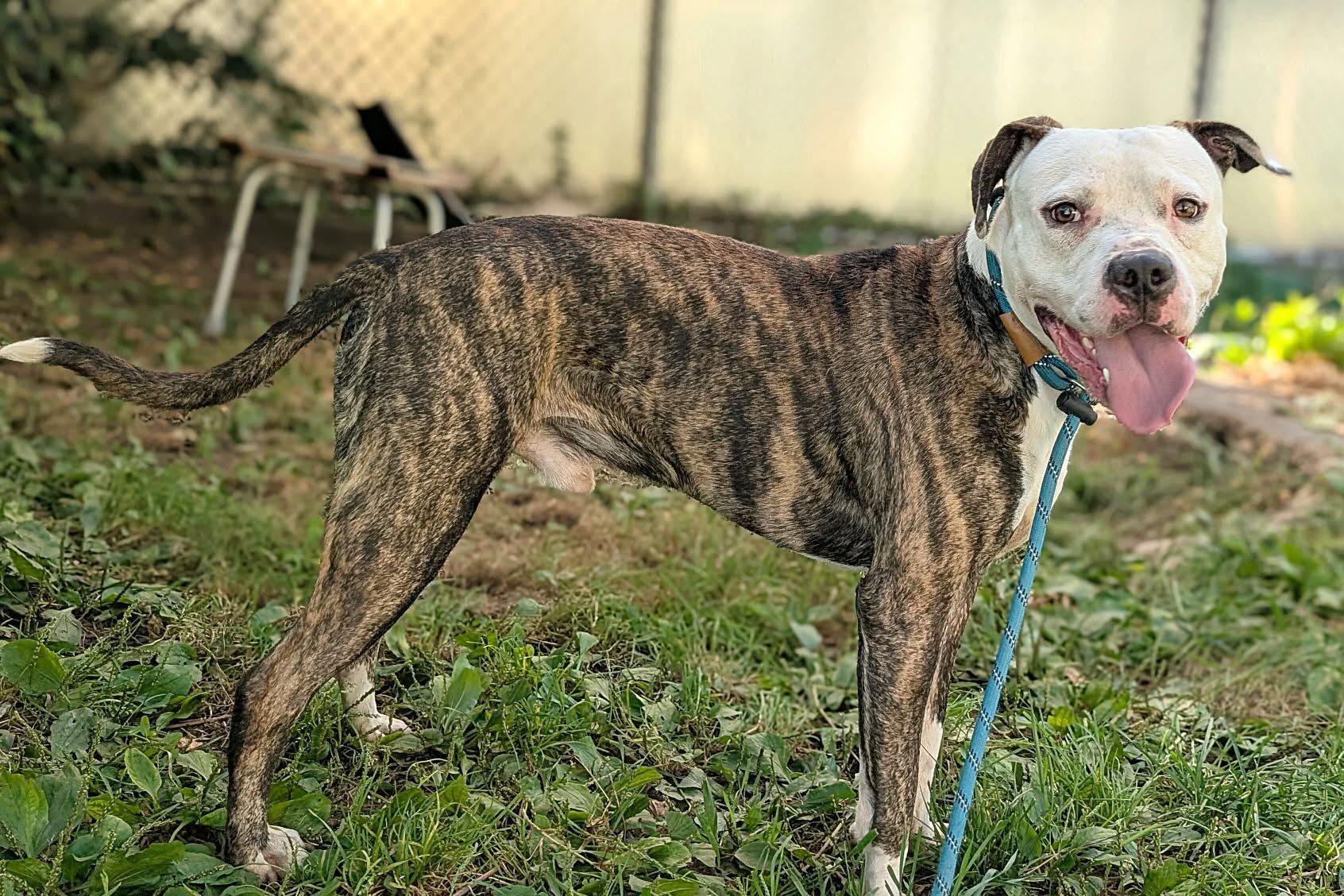 Enlarge Harrods, a ADOPTABLE American Bulldog in Chicago, IL image 2/4