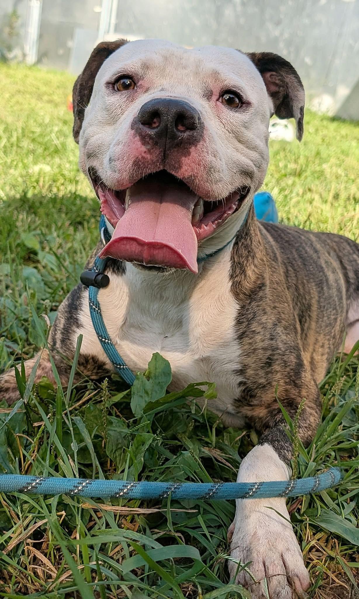 Enlarge Harrods, a ADOPTABLE American Bulldog in Chicago, IL image 3/4