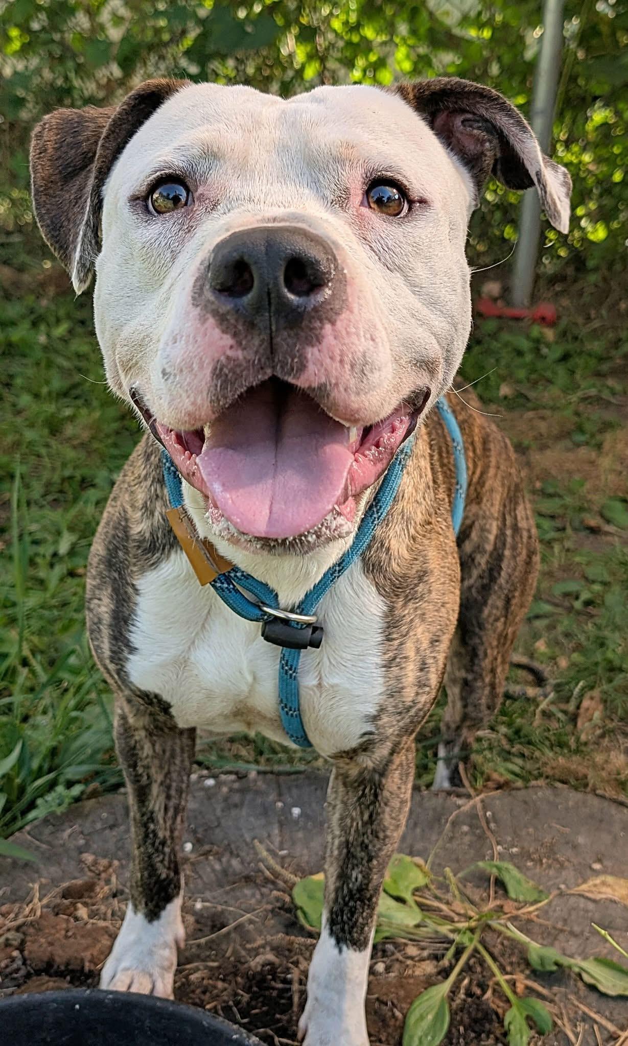 Harrods, ADOPTABLE, Adult Male American Bulldog.