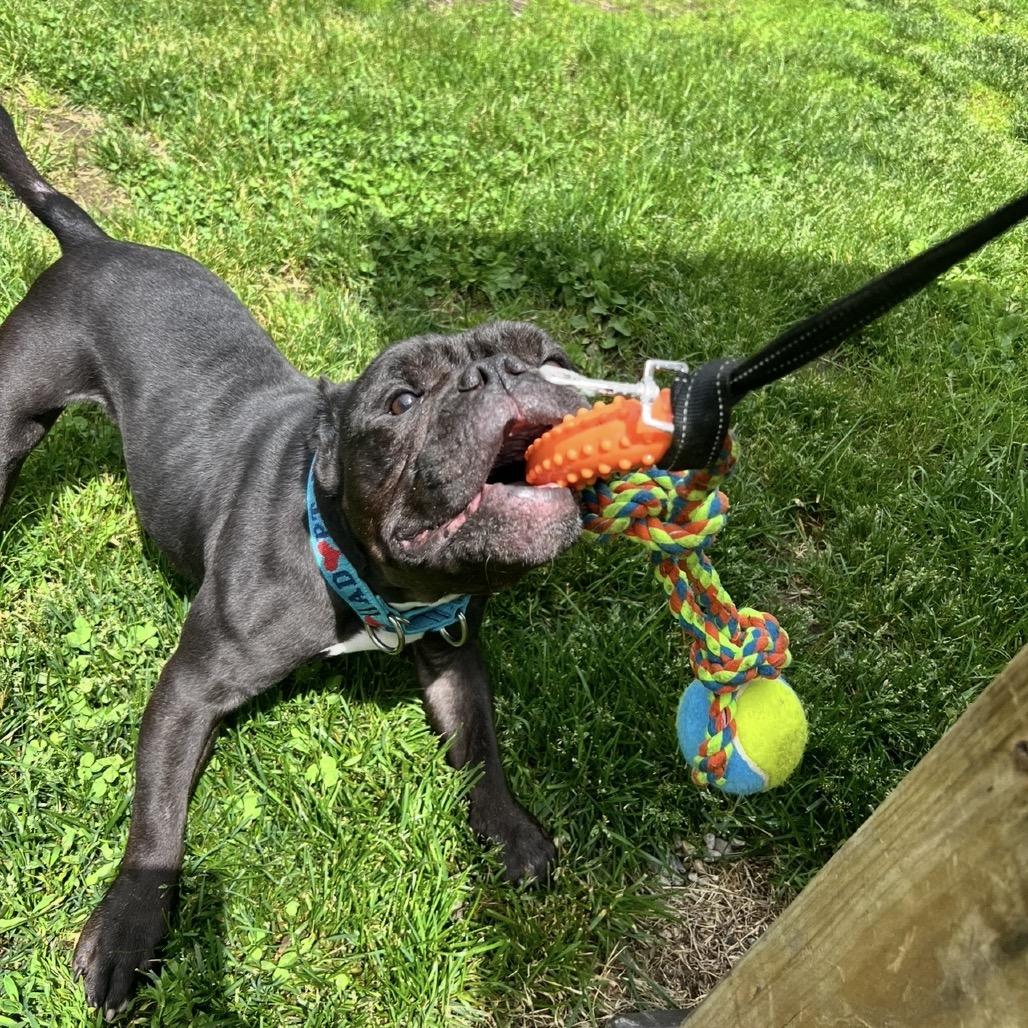 Cortez, Adoptable, Adult Male English Bulldog.