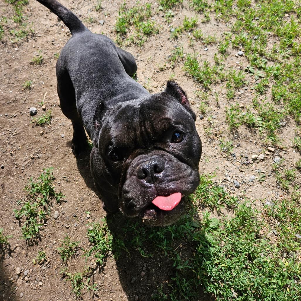 Enlarge Cortez, a Adoptable English Bulldog in Concord, NH image 2/4