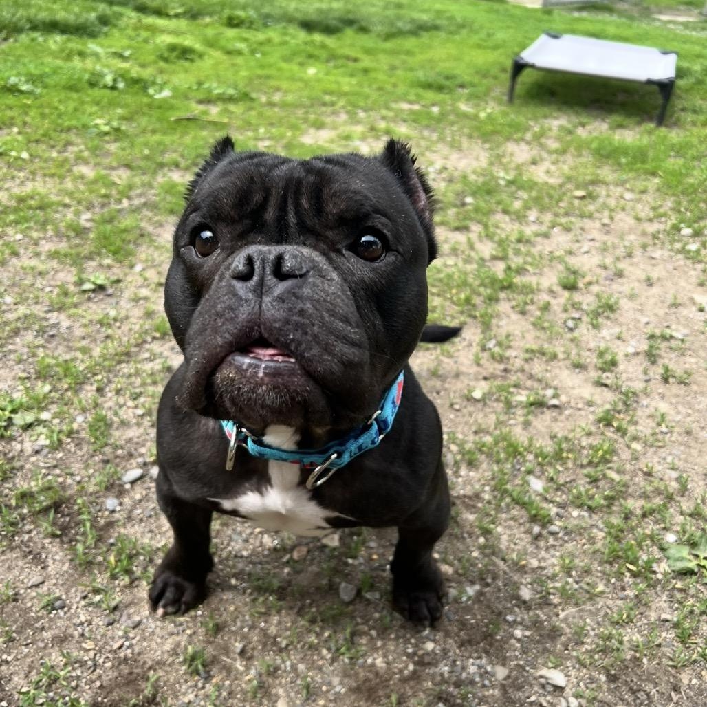 Enlarge Cortez, a Adoptable English Bulldog in Concord, NH image 3/4