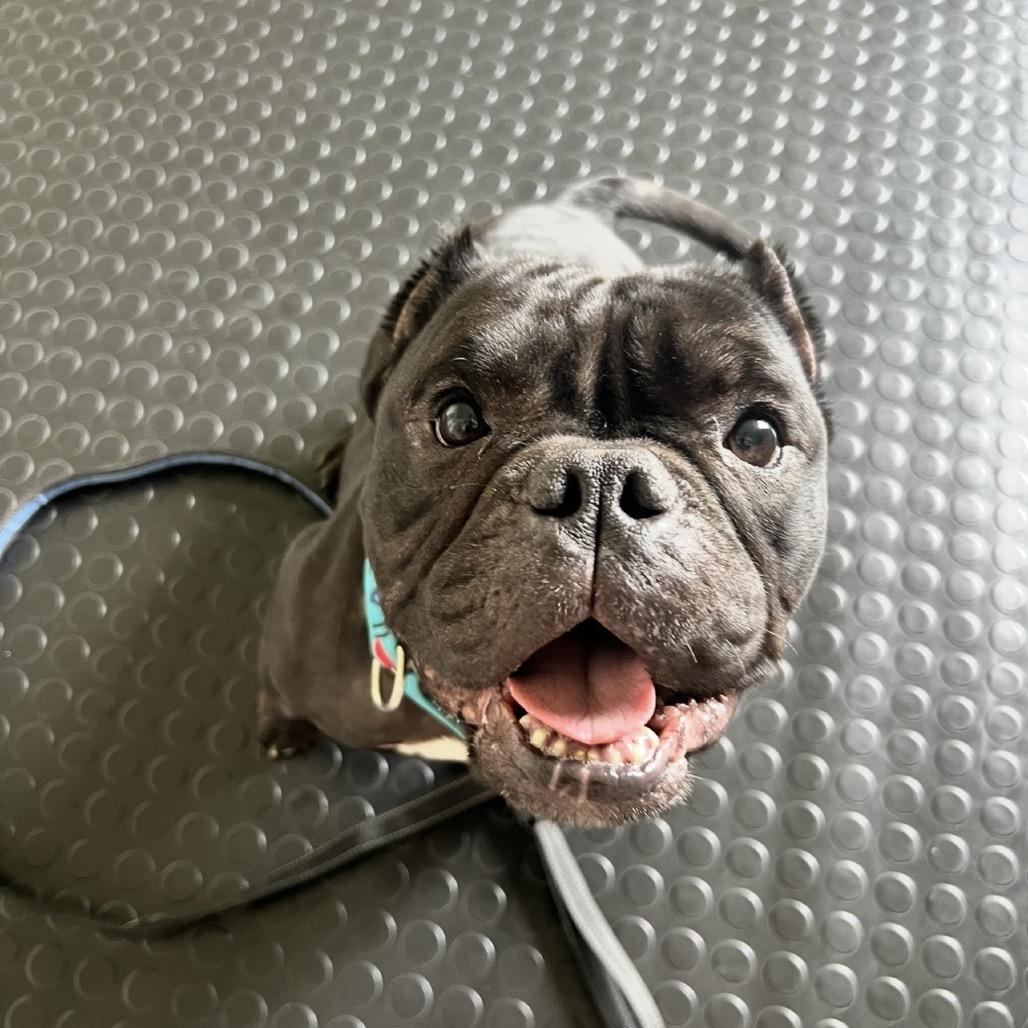 Enlarge Cortez, a Adoptable English Bulldog in Concord, NH image 4/4