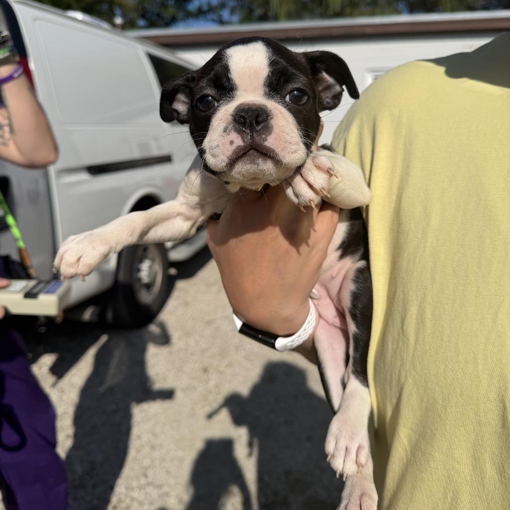 California, Adoptable, Puppy Female Boston Terrier.