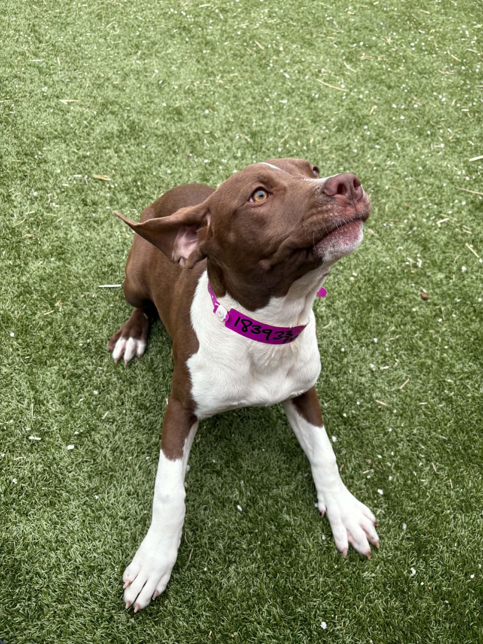 Enlarge Toast, a Adoptable mixed breed in Oxford, MI image 4/5