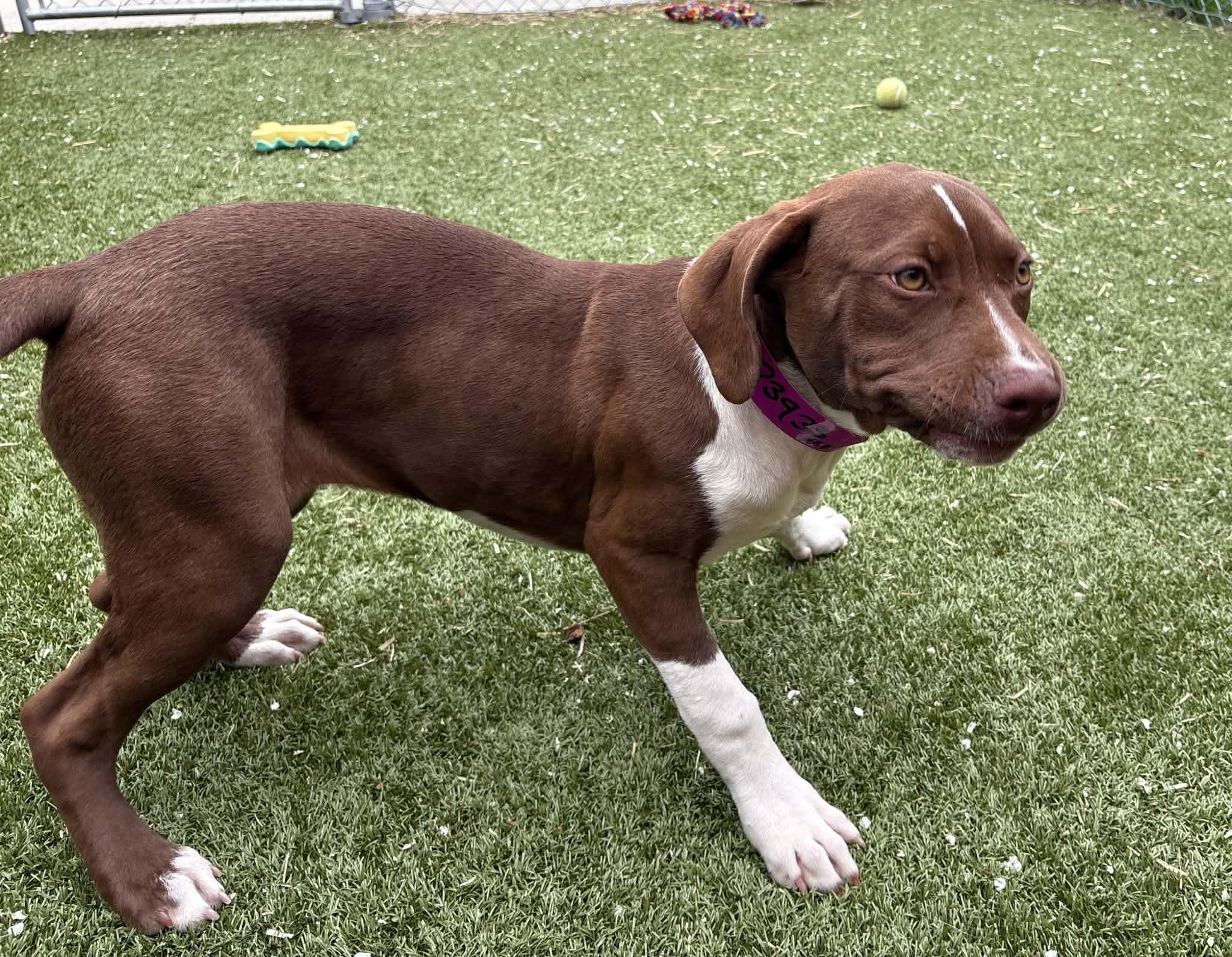 Enlarge Toast, a Adoptable mixed breed in Oxford, MI image 3/5