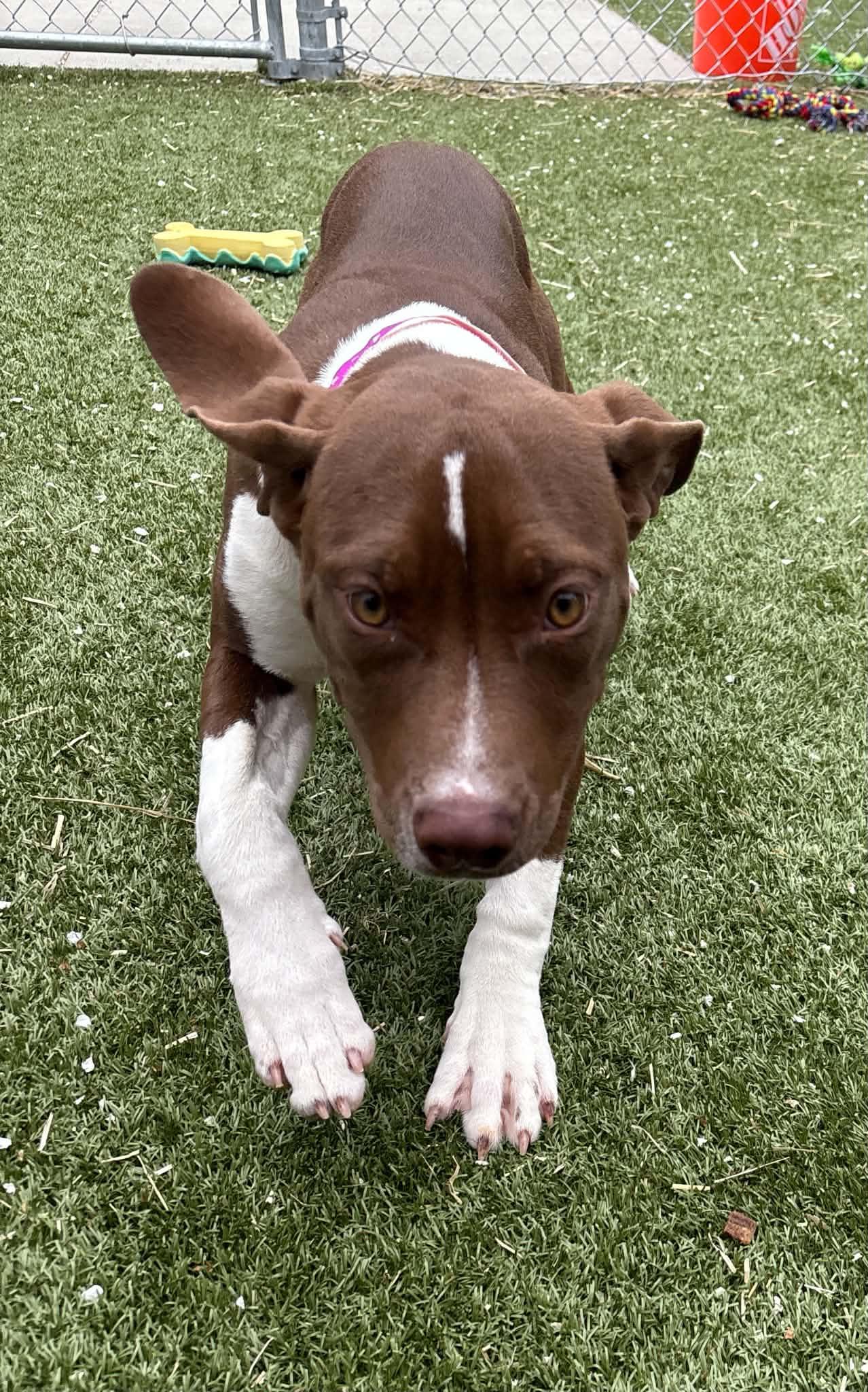 Enlarge Toast, a Adoptable mixed breed in Oxford, MI image 2/5