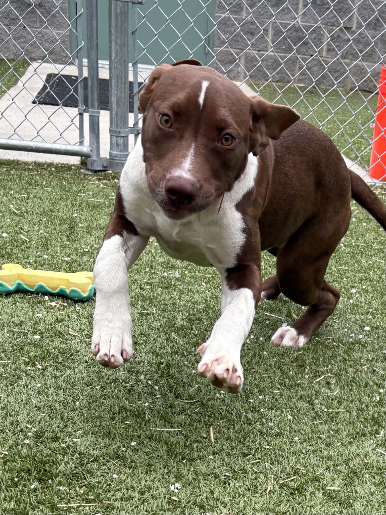 Enlarge Toast, a Adoptable mixed breed in Oxford, MI image 5/5