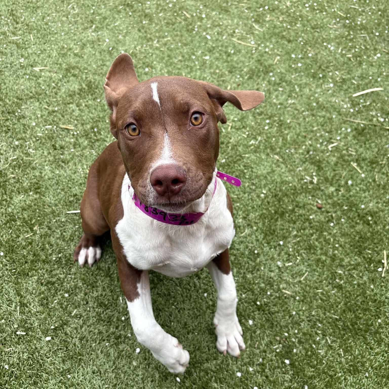 Toast, Adoptable, Puppy Female Treeing Walker Coonhound & Mixed Breed.