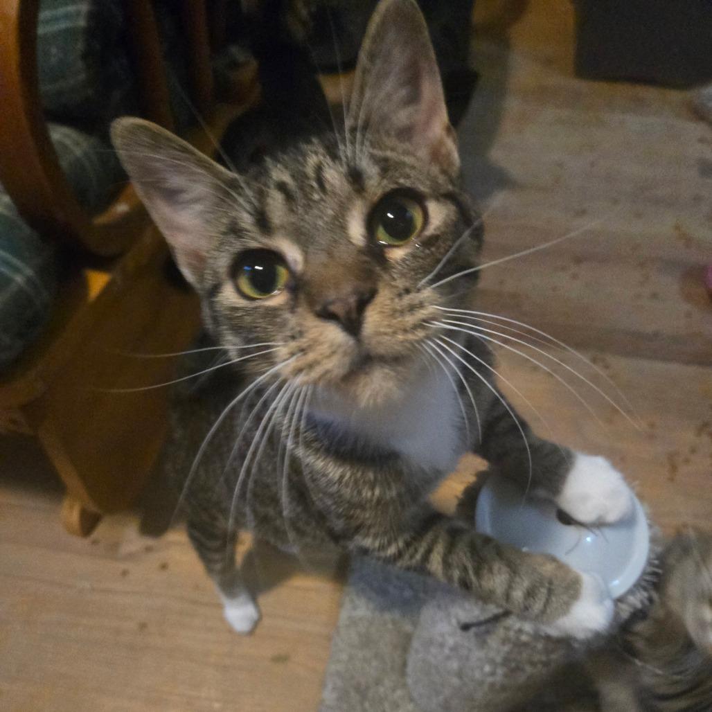 Enlarge Rascal, a Adoptable American Shorthair in Lima, OH image 2/4