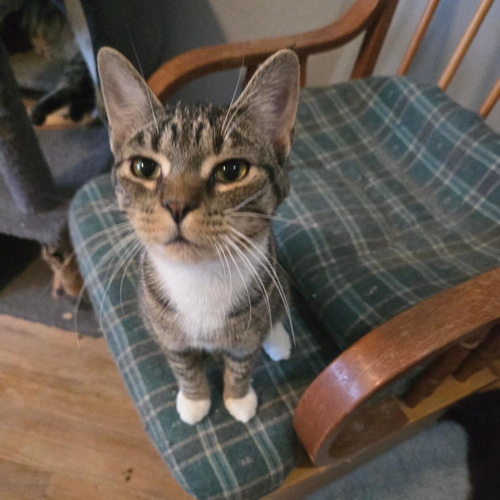 Enlarge Rascal, a Adoptable American Shorthair in Lima, OH image 3/4
