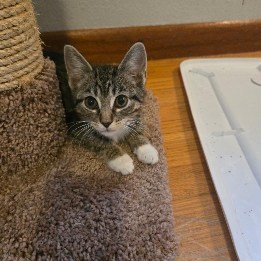 Enlarge Rascal, a Adoptable American Shorthair in Lima, OH image 4/4