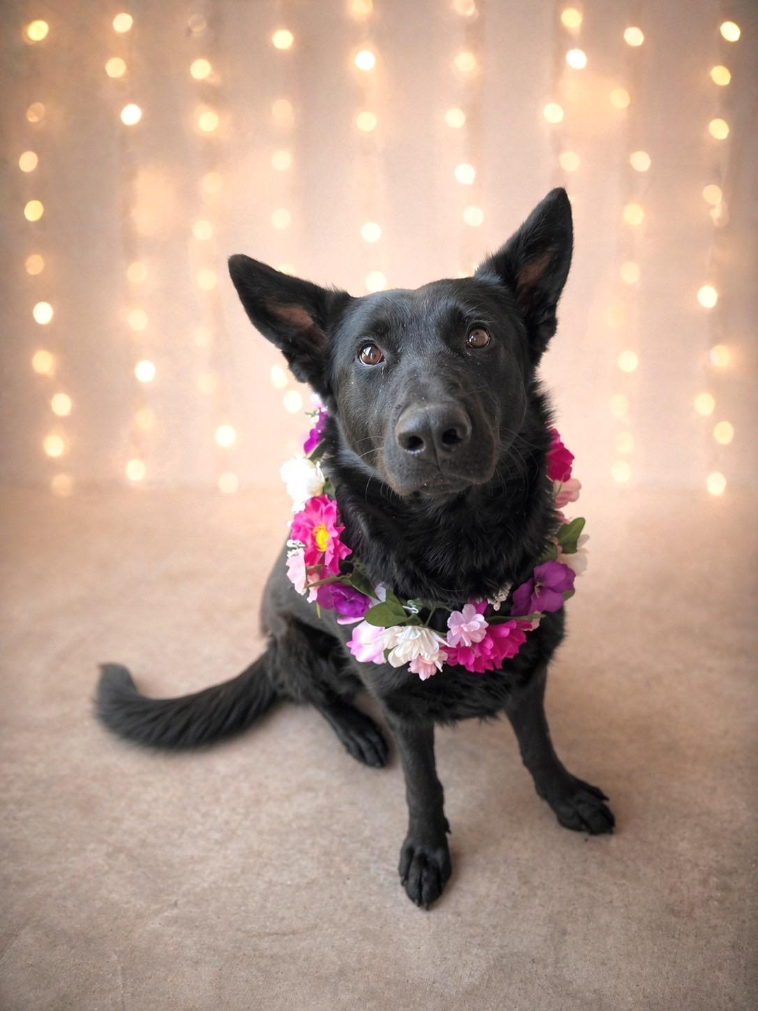 Enlarge Shadow, a ADOPTABLE mixed breed in Murrieta, CA image 3/3