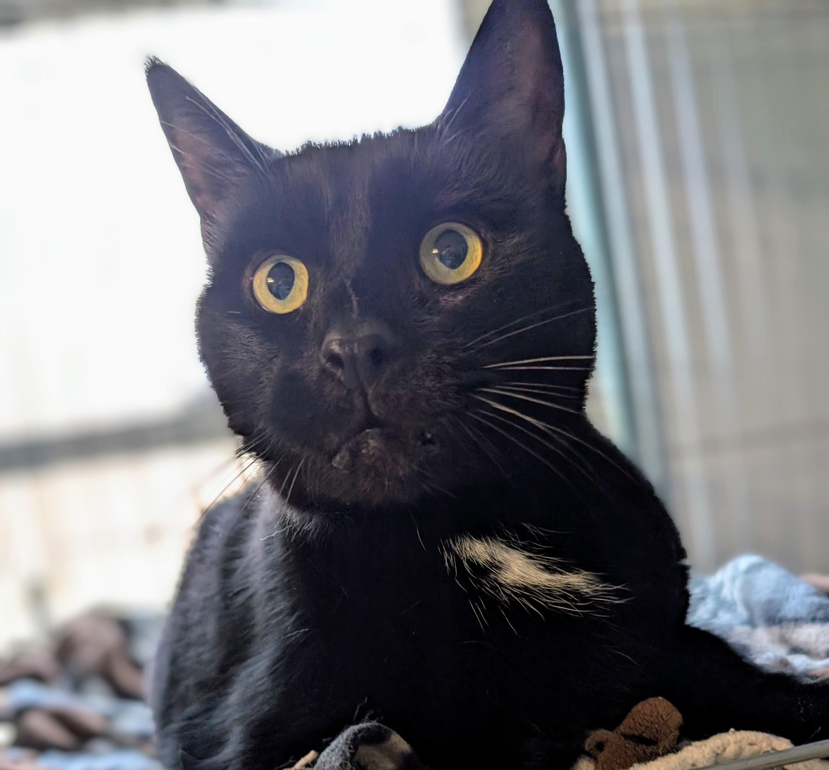 Tee Cat
